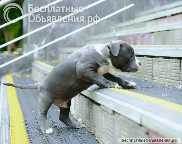 Милый голубой мальчик Амстаффтерьера для души бронь