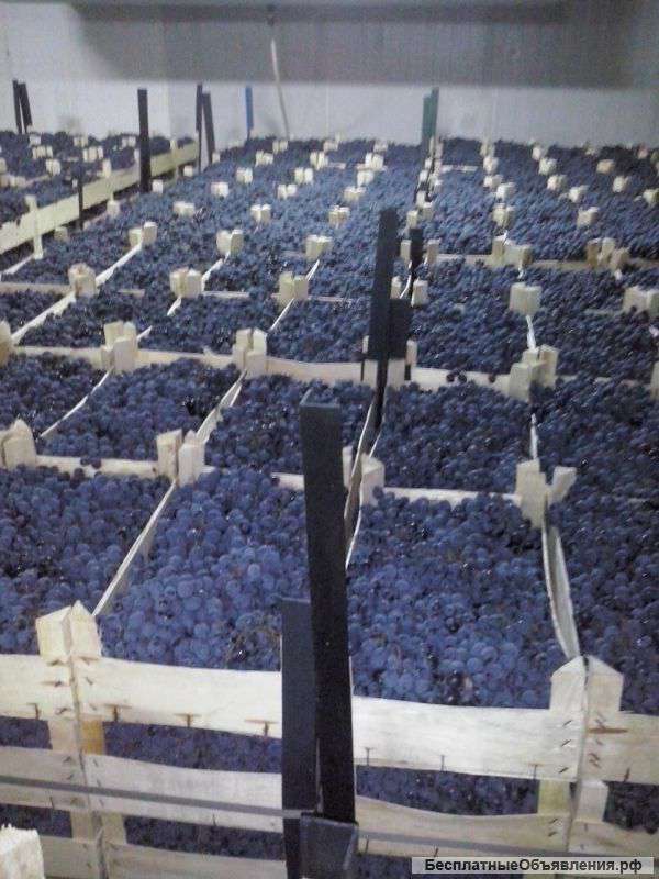 Виноград Молдова