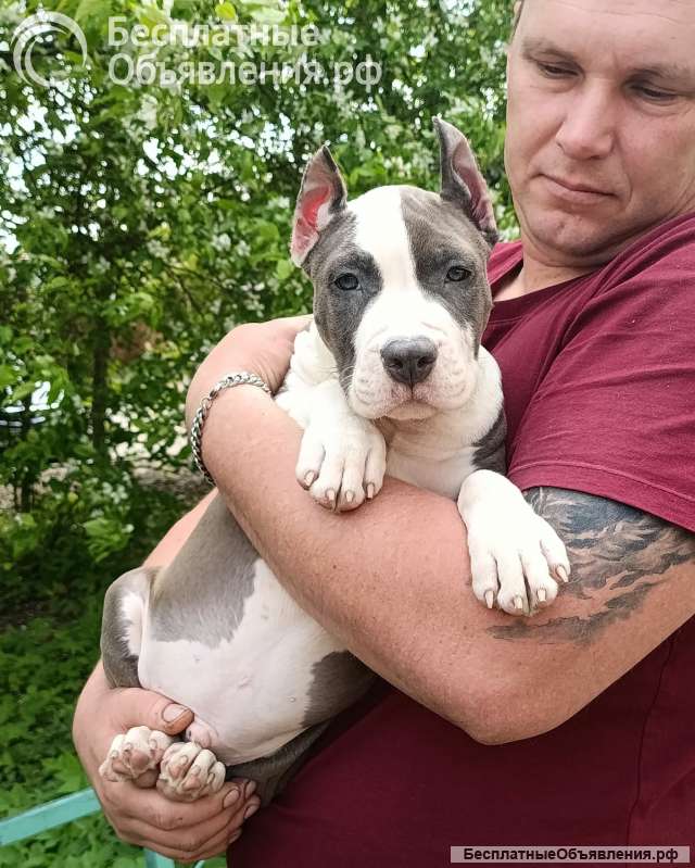 Шикарный голубой кобель Амстаффтерьера ркф