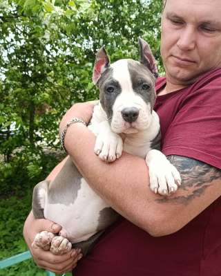 Шикарный голубой кобель Амстаффтерьера ркф