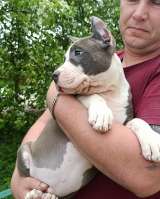 Шикарный голубой кобель Амстаффтерьера ркф