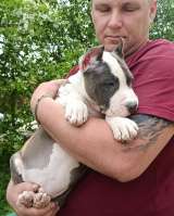 Шикарный голубой кобель Амстаффтерьера ркф