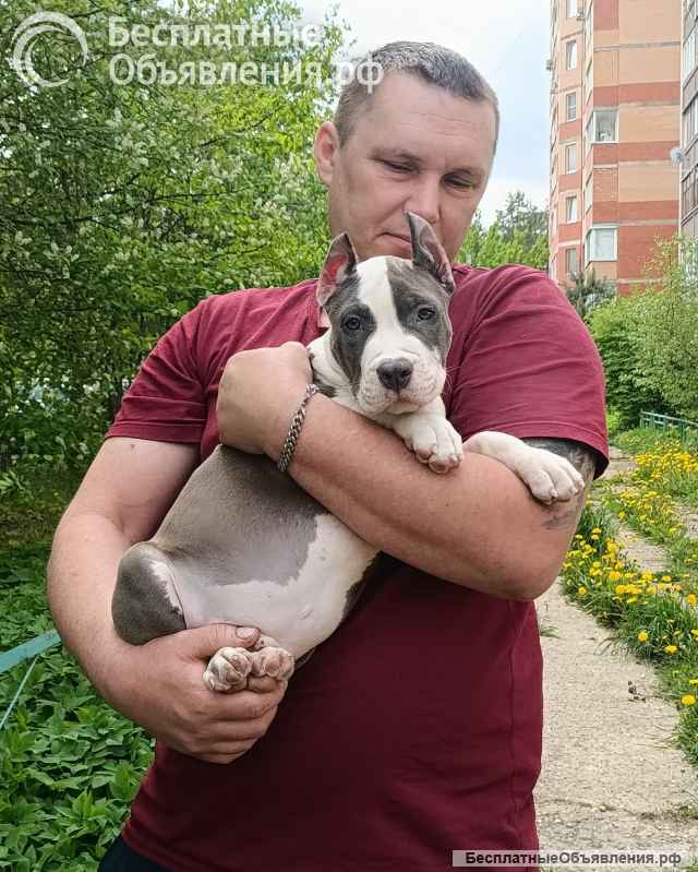 Шикарный голубой кобель Амстаффтерьера ркф