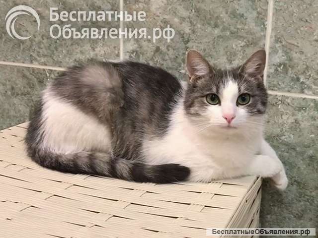 Алиса, кошечка из Вашего детства в добрые руки
