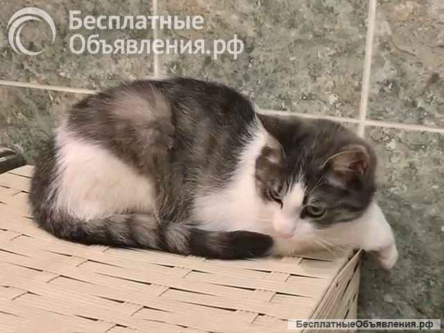 Алиса, кошечка из Вашего детства в добрые руки