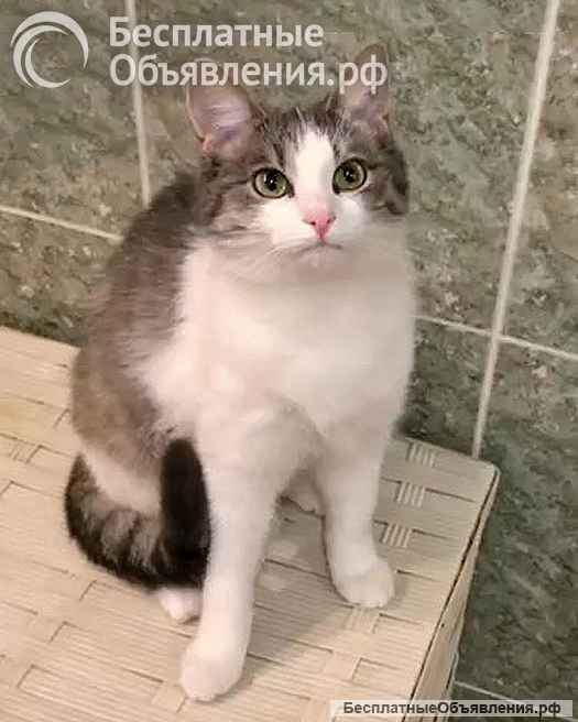 Алиса, кошечка из Вашего детства в добрые руки