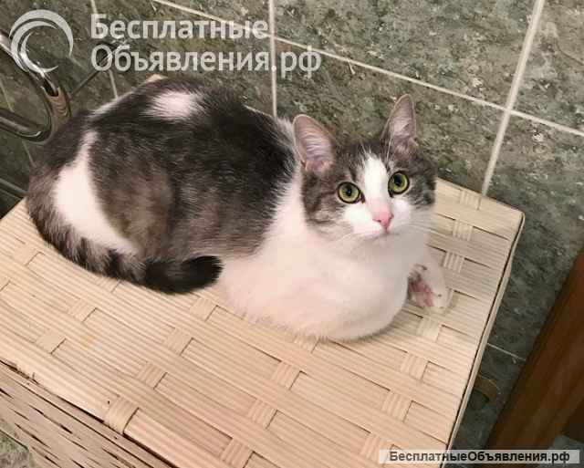 Алиса, кошечка из Вашего детства в добрые руки