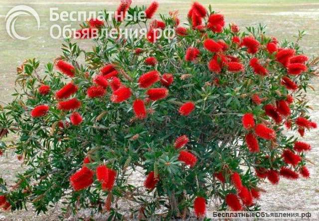 Каллистемоны (Callistemon)