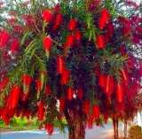 Каллистемоны (Callistemon)