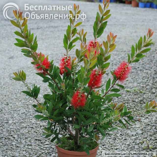Каллистемоны (Callistemon)