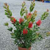 Каллистемоны (Callistemon)