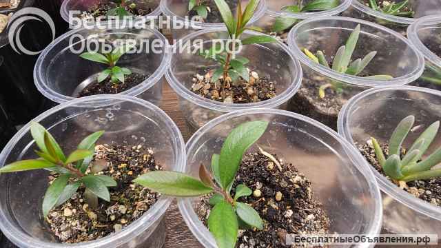 Каллистемоны (Callistemon)