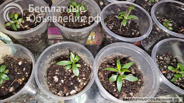 Каллистемоны (Callistemon)