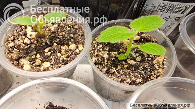 Цветущая Павловния