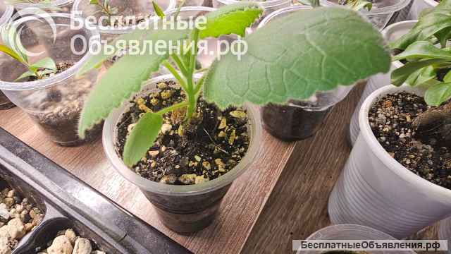 Цветущая Павловния