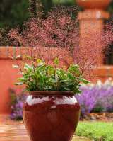 Талинум метельчатый комнатный многолетник