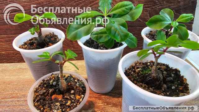 Талинум метельчатый комнатный многолетник