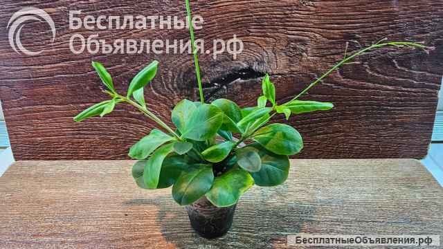 Талинум метельчатый комнатный многолетник