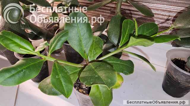 Талинум метельчатый комнатный многолетник