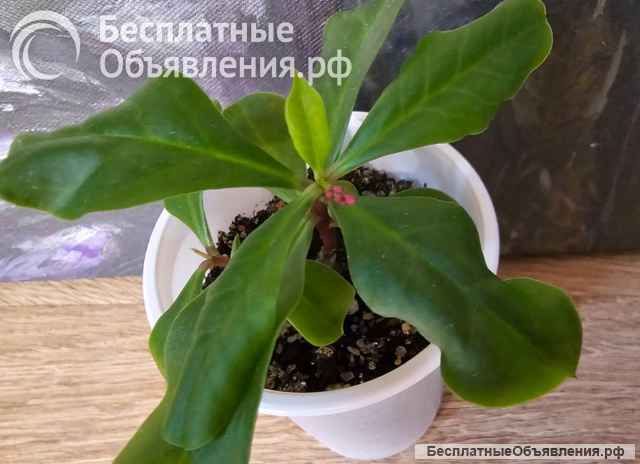 Талинум метельчатый комнатный многолетник