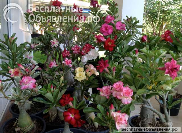 Адениум «Роза пустынь», «розы на баобабе»