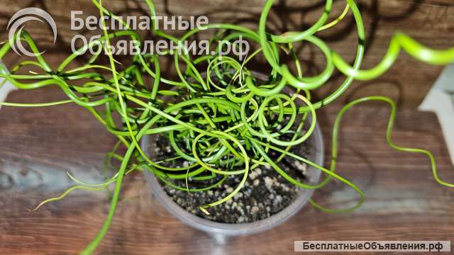 Джункус спиралис, Ситник развесистый