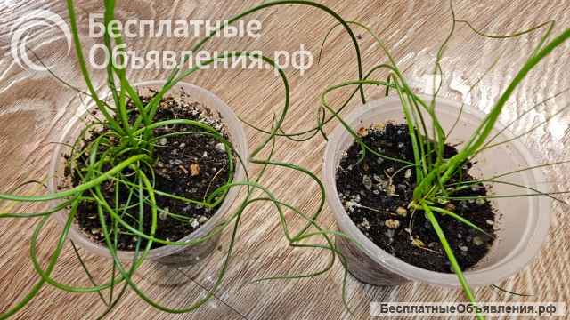Джункус спиралис, Ситник развесистый