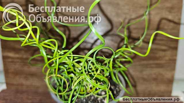Джункус спиралис, Ситник развесистый