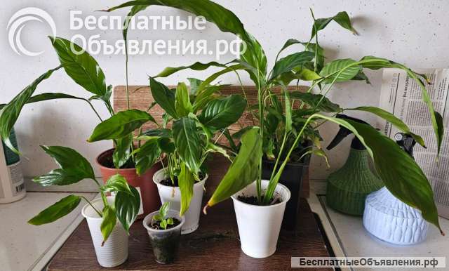 Спатифиллум (Spathiphyllum) - «женское счастье»