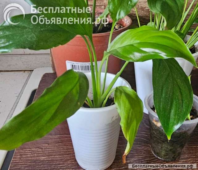 Спатифиллум (Spathiphyllum) - «женское счастье»