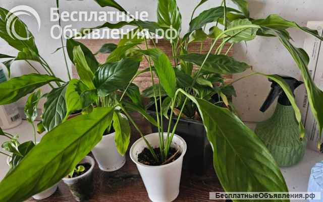Спатифиллум (Spathiphyllum) - «женское счастье»