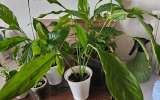 Спатифиллум (Spathiphyllum) - «женское счастье»