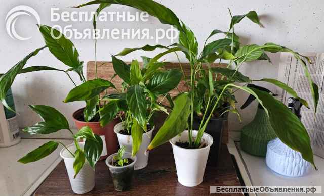 Спатифиллум (Spathiphyllum) - «женское счастье»