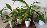 Спатифиллум (Spathiphyllum) - «женское счастье»