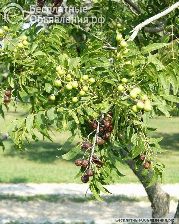 Sapindus drummondi мыльный орех