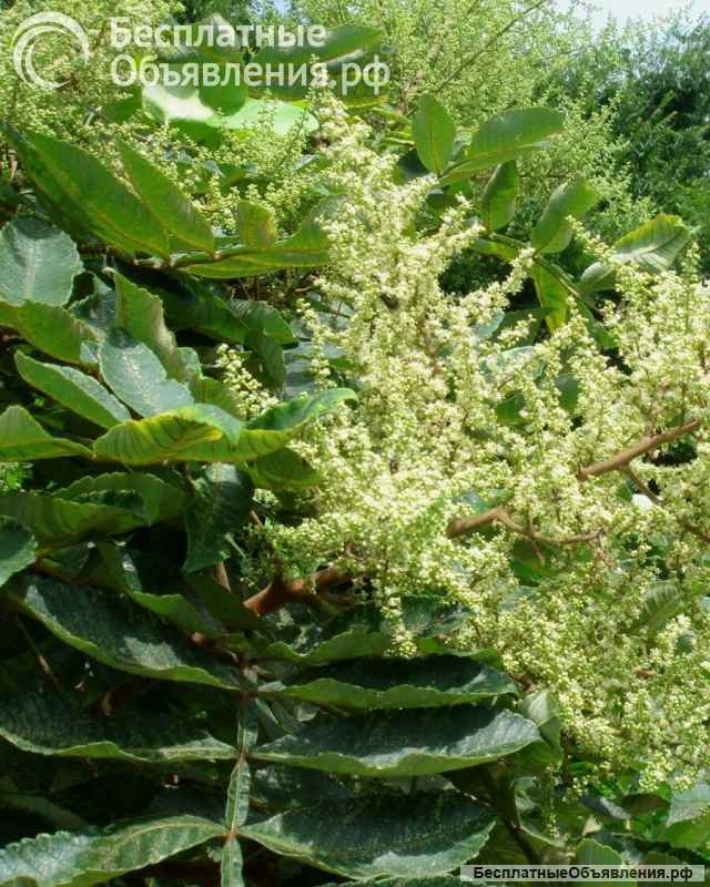 Sapindus drummondi мыльный орех