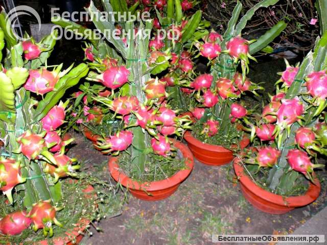 Драконий фрукт, или питахайя