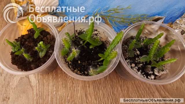 Драконий фрукт, или питахайя