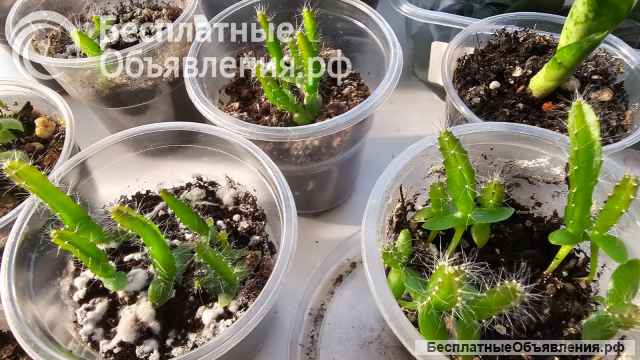 Драконий фрукт, или питахайя