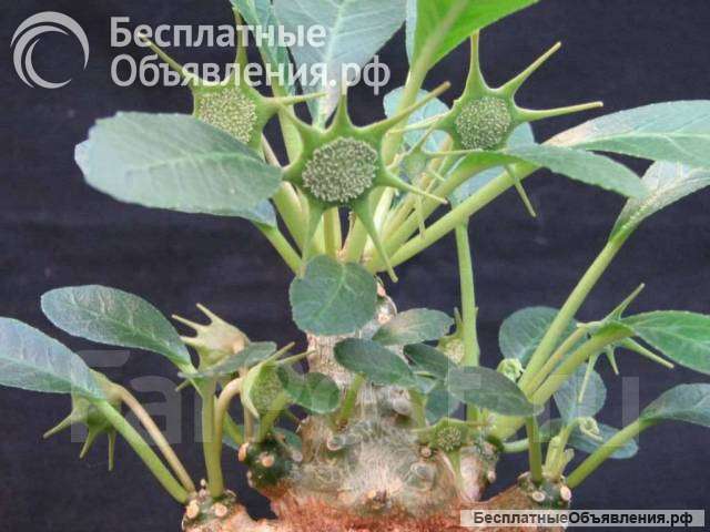 Дорстения кучерявая Криспа