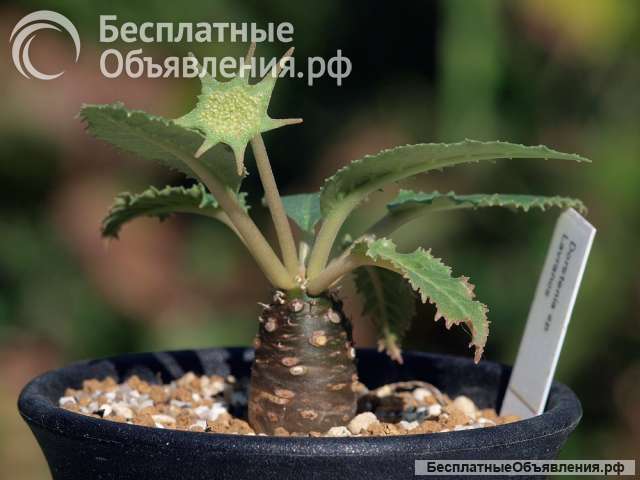 Дорстения кучерявая Криспа