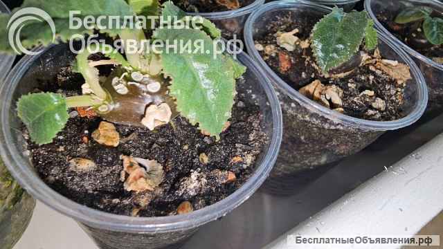 Дорстения кучерявая Криспа