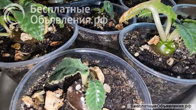 Дорстения кучерявая Криспа