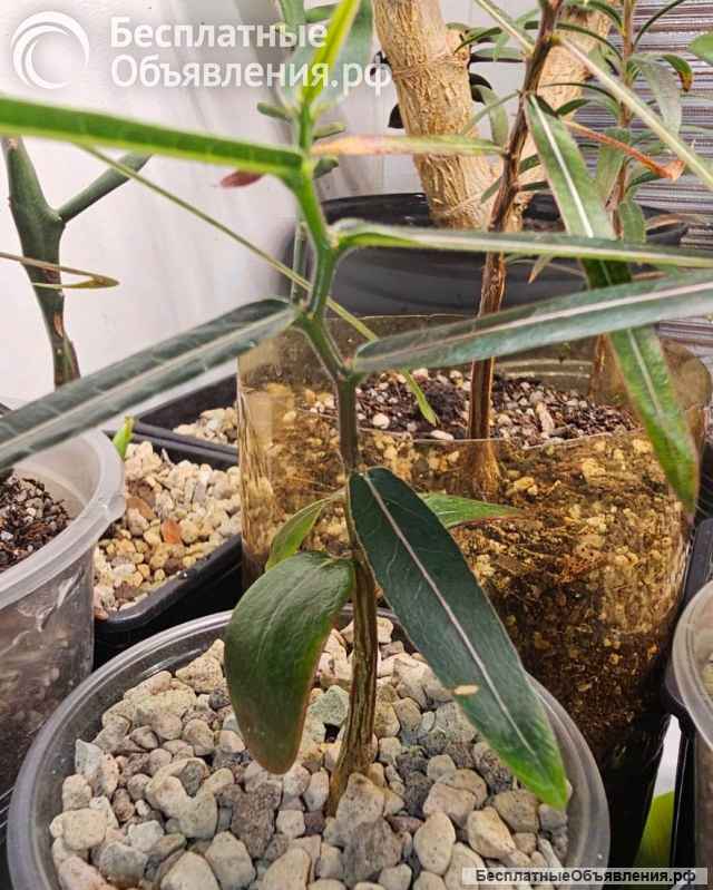 Brachychiton RUPESTRIS (Брахихитон наскальный.)