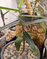 Brachychiton RUPESTRIS (Брахихитон наскальный.)