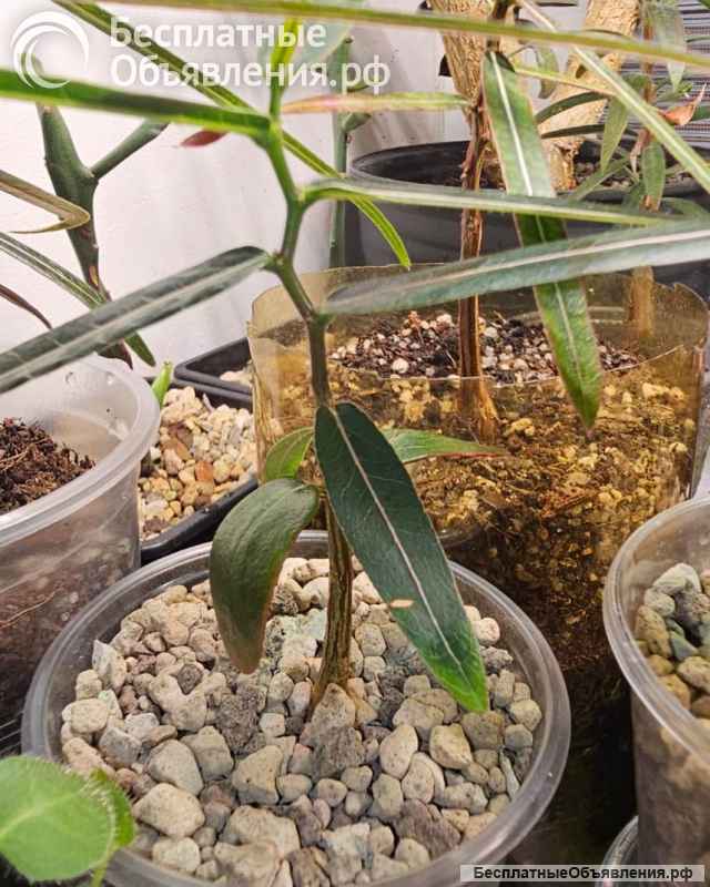 Brachychiton RUPESTRIS (Брахихитон наскальный.)