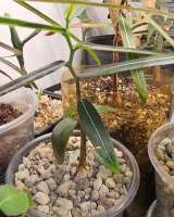 Brachychiton RUPESTRIS (Брахихитон наскальный.)