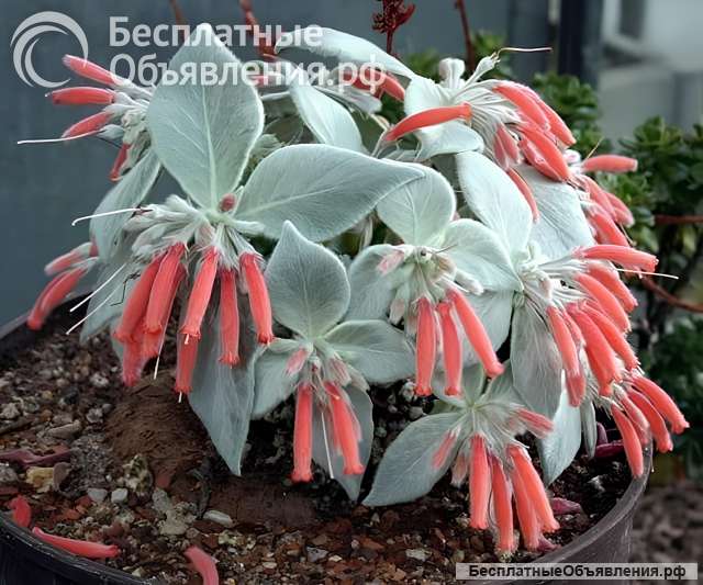 Синнингия беловолосая, пузырчатая, Купера