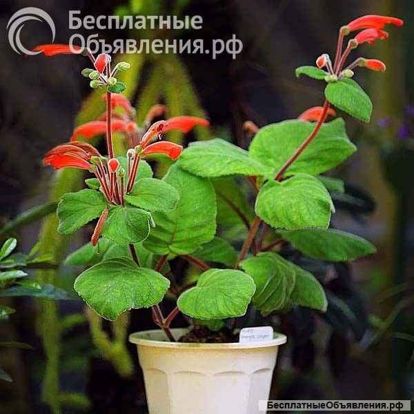 Синнингия беловолосая, пузырчатая, Купера