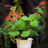 Синнингия беловолосая, пузырчатая, Купера